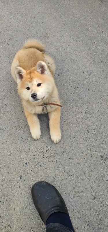 Продается Akita inu девочка — фото 2
