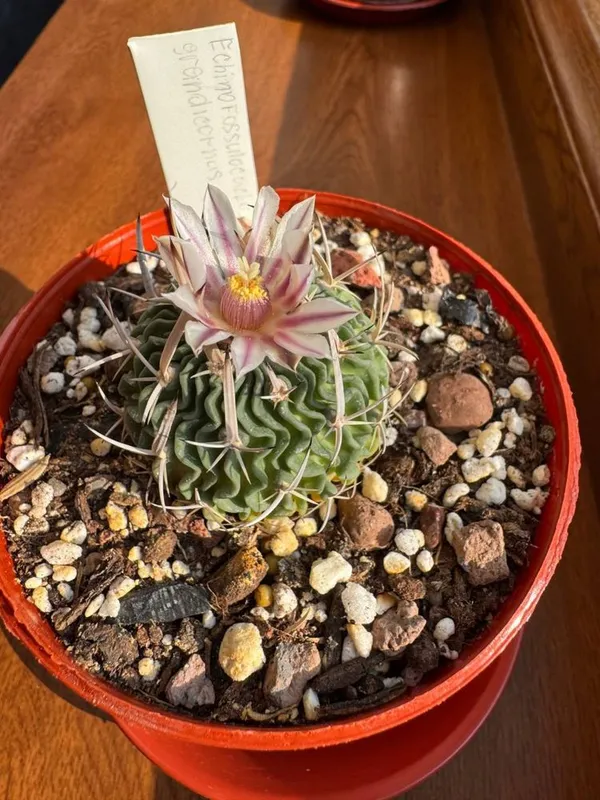 Кактус Echinofossulocactus grandicornus — фото 1