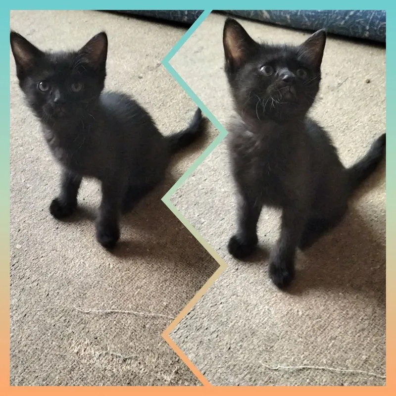 отдам котят бесплатно — фото 3