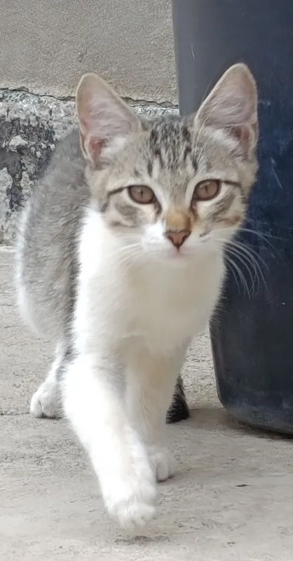 Mushuklar 2