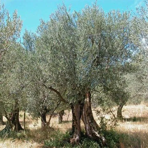 Олива европейская / Зайтун / Zaytun (Olea europaea) — 150 см