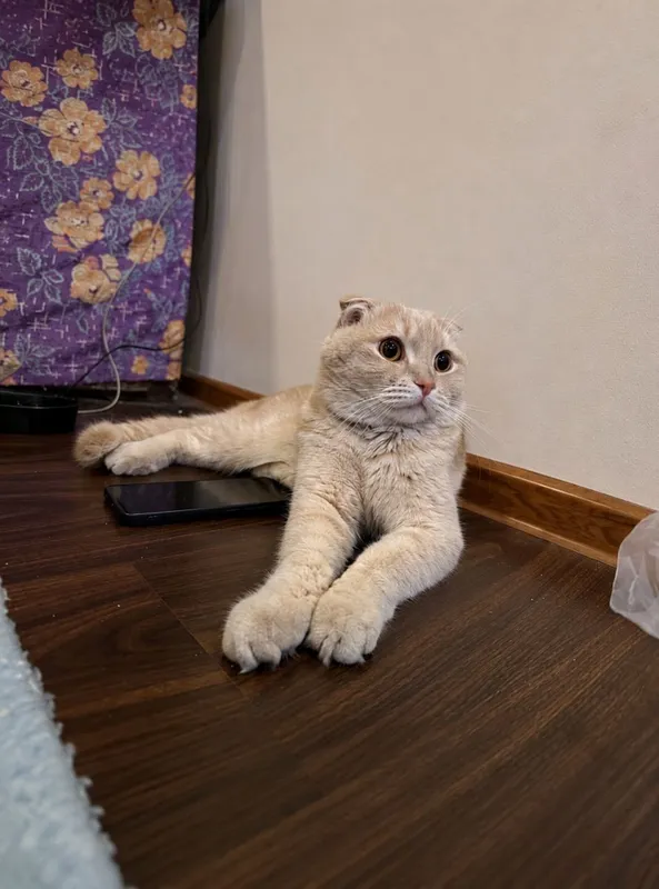 Кошка 1 Кошка 1