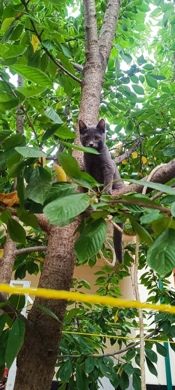 Британские котята