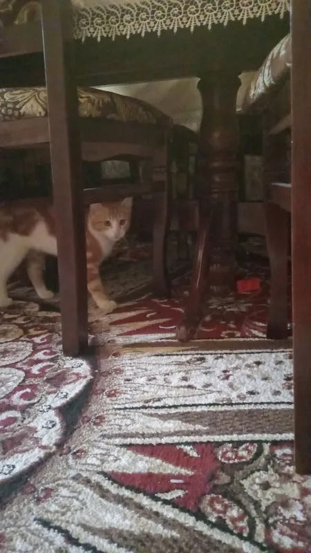 Красивый котёнок 3 Красивый котёнок 3