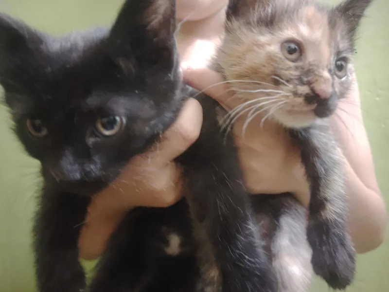 Бесплатно котята 1 Бесплатно котята 1