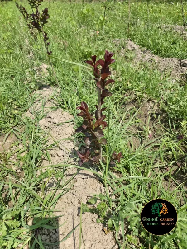 Cherri mocha Lagestreomia инд. Сирень — фото 3