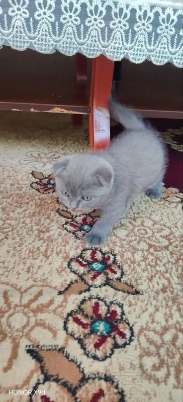 Scottish fold mushuk 3 Scottish fold mushuk 3