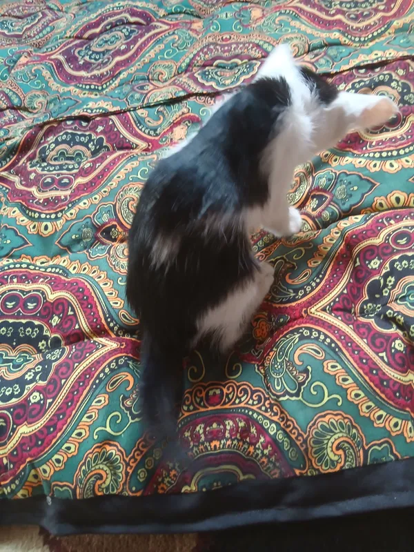 Котёнок отдается в дар. 3 Котёнок отдается в дар. 3