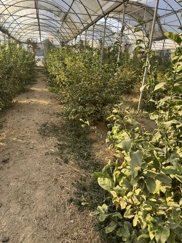 Lemon kochatlar bor 6 7 yilllik Limon hosilga kirgan — фото 5