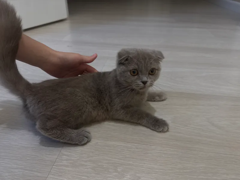 scottishfold mushugi sotiladi 1 scottishfold mushugi sotiladi 1