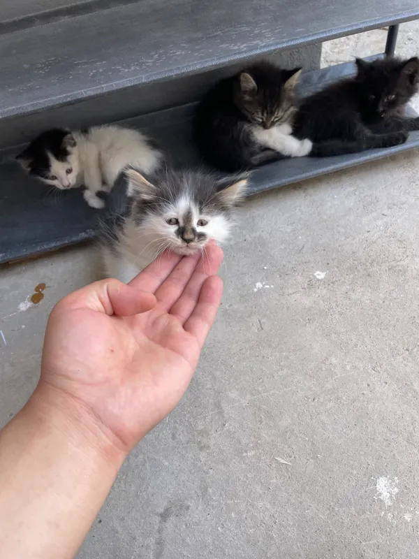 котята полтора-два месяца три мальчика одна девочка — фото 3 котята полтора-два месяца три мальчика одна девочка — фото 3