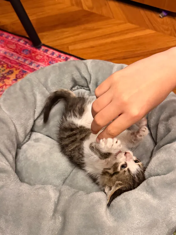Котенок в добрые руки — фото 2