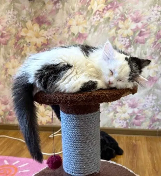 Котенок девочка 2.5 месяца. 1 Котенок девочка 2.5 месяца. 1