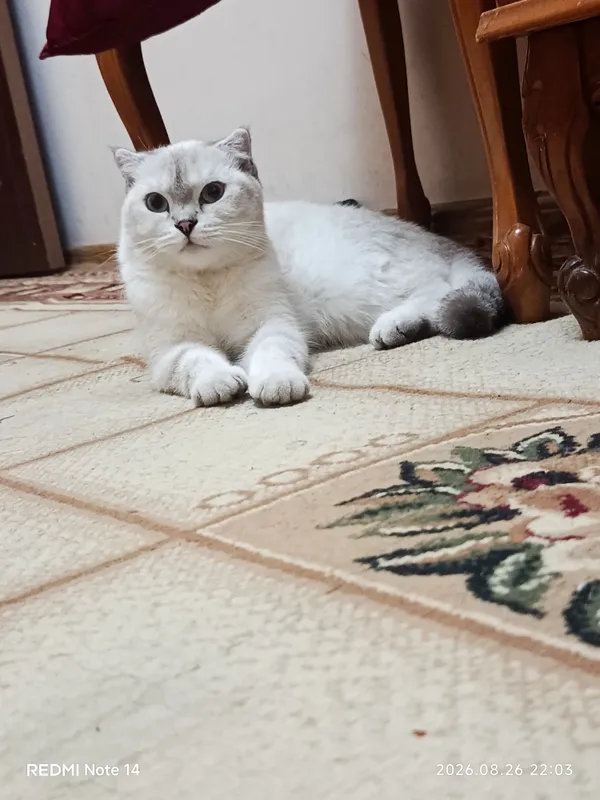 Продаётся кошка породы скоттиш-фолд, девочка, 7 месяцев. 1 Продаётся кошка породы скоттиш-фолд, девочка, 7 месяцев. 1