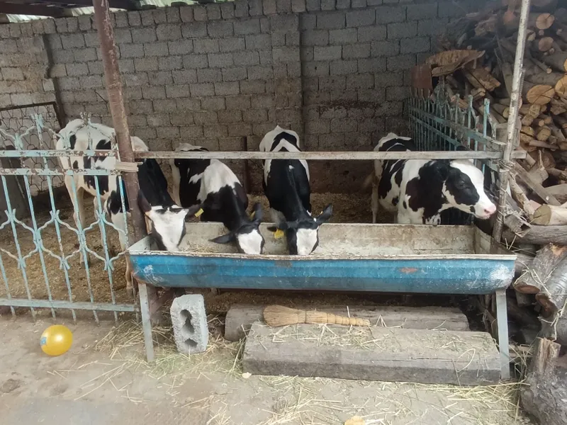 nemis paroʻda buqachalar sotiladi soni 4 bosh buqach — фото 2