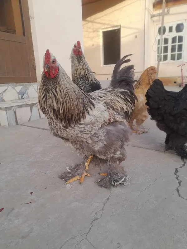 Brama tovuq va xoʻrozlar sotiladi — фото 1