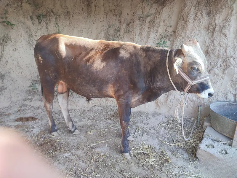 Boqilayotgan xoʻkizlar sotiladi 4 oy boqilgan toʻy uchun sotilyapti 2 Boqilayotgan xoʻkizlar sotiladi 4 oy boqilgan toʻy uchun sotilyapti 2
