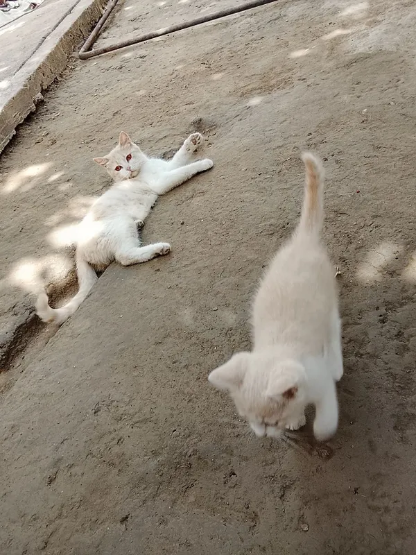 Mushuk bolasi onasi bilan beriladi hadyga — фото 1