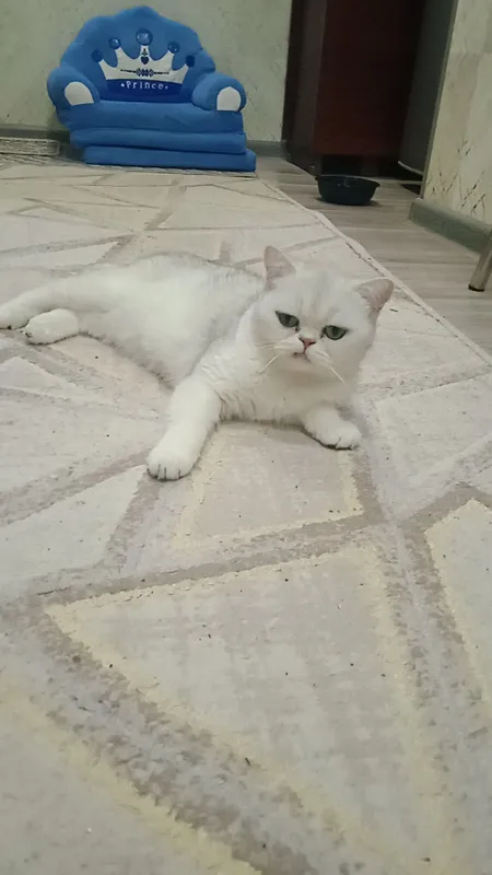 продаётся кошечка — фото 3