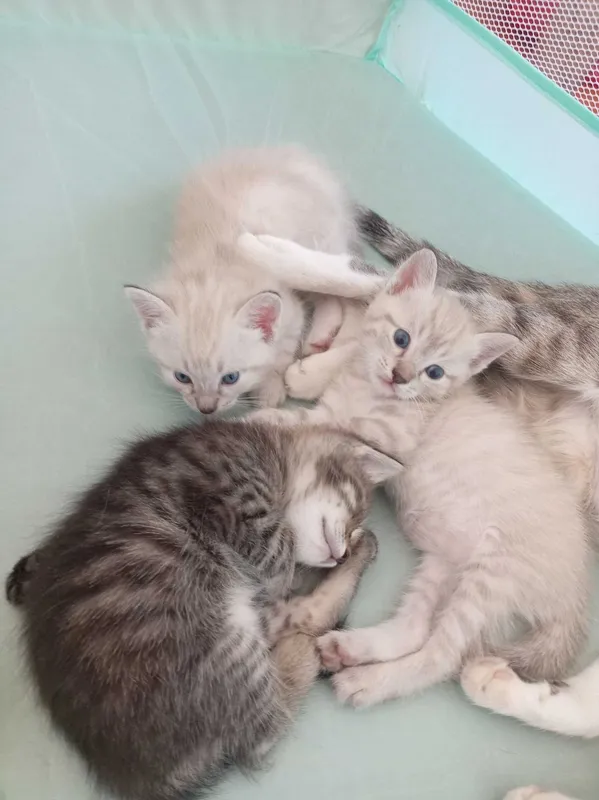 Отдам Котята бесплатно на хорошие руки 2 Отдам Котята бесплатно на хорошие руки 2