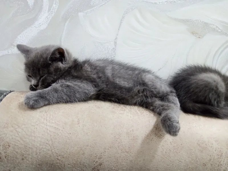 Срочно продаются котята — фото 2