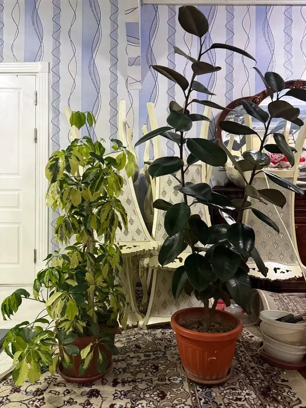 Табий шароитда устирилган декоратив, хонаки гуллар — фото 2