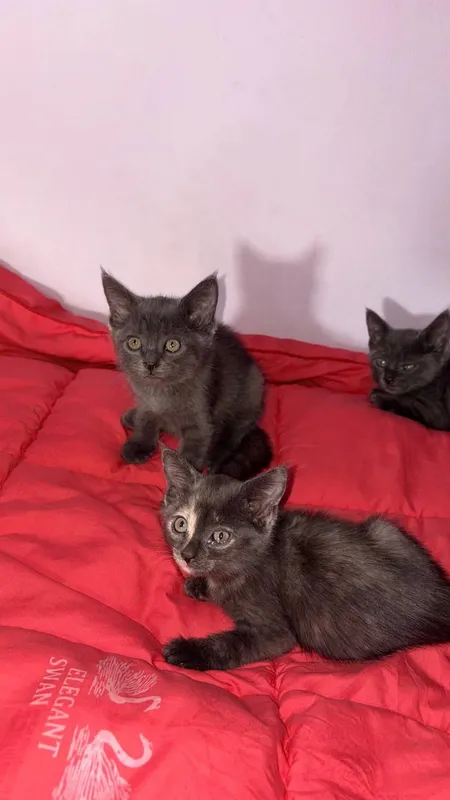 котята/Mushukchalar 5
