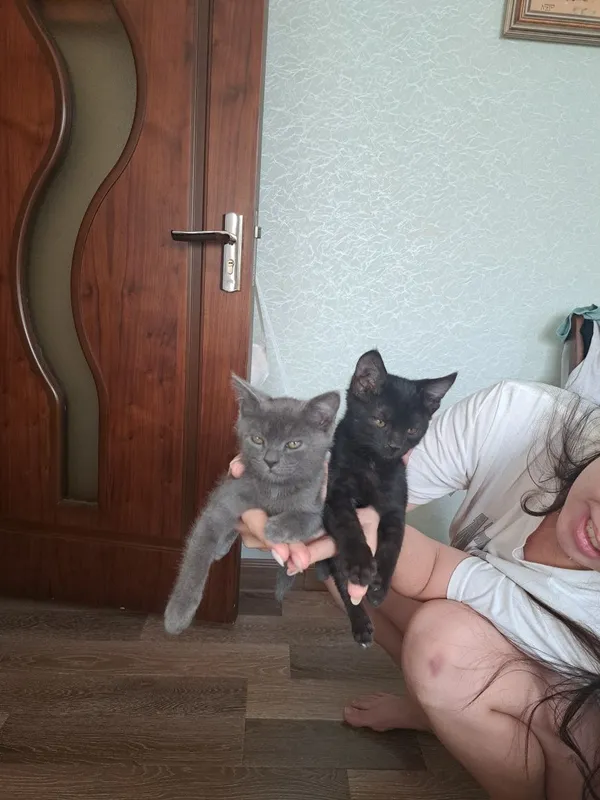 котята совершенно здоровые мальчики 2 котята совершенно здоровые мальчики 2