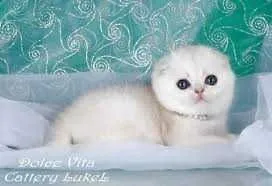 Skottish fold choko скоттиш фолд чоко narxi bulishi