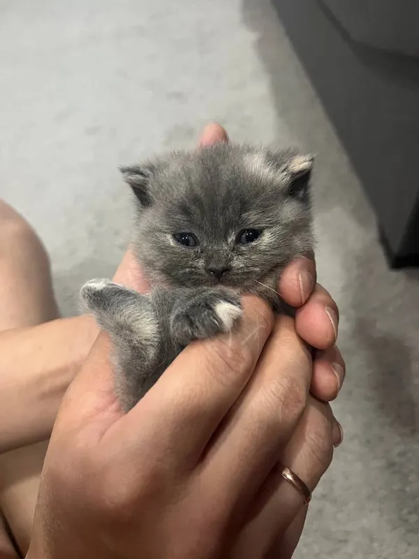 Продаются котята скоттиш страйт