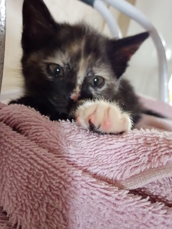 2 месечные котята отдам в хорошие руки отличные охотники — фото 1