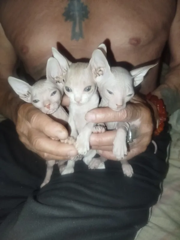 Продаю котят пародистых сфинксов — фото 6