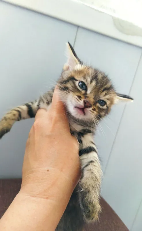 Котята недорого — фото 2