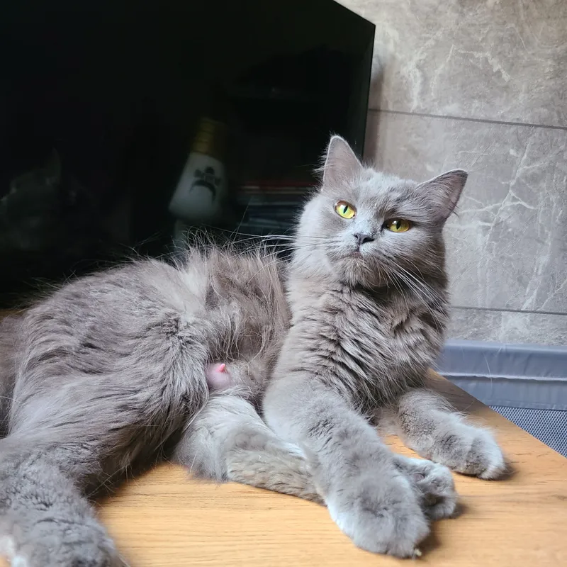 готовы к продаже британские котята — фото 6