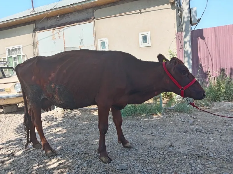 Eston sigir sotiladi. 2 Eston sigir sotiladi. 2