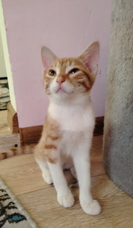 Котята — фото 3 Котята — фото 3