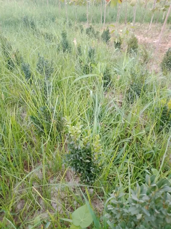 Шамшод 10000 су́м 4 Шамшод 10000 су́м 4