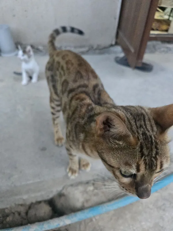Bengal mushuk bolasi 4 Bengal mushuk bolasi 4