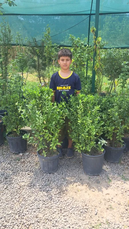 Shamshot va dekorativni darahtlar bor toshkenda 7 Shamshot va dekorativni darahtlar bor toshkenda 7