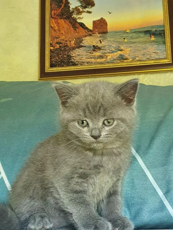 Скотиш страйт мальчик и девочка 3