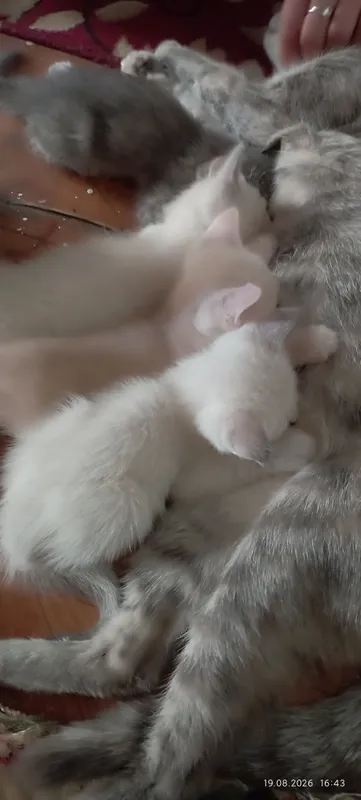Котёнок бесплатно 1 Котёнок бесплатно 1
