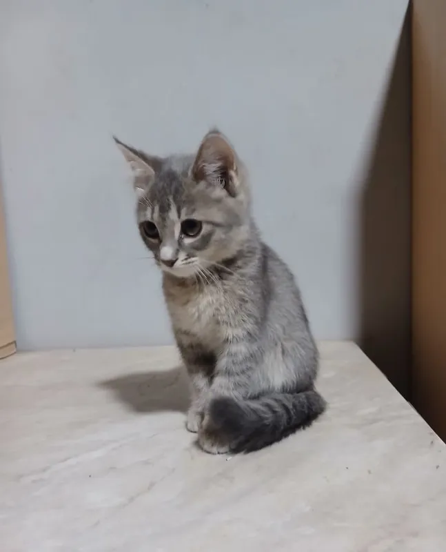 Срочно продаются котята 3 Срочно продаются котята 3