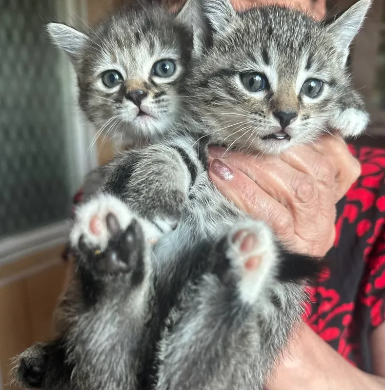 Домашние котята от сиамской кошечки .Ждут добрых хозяев.