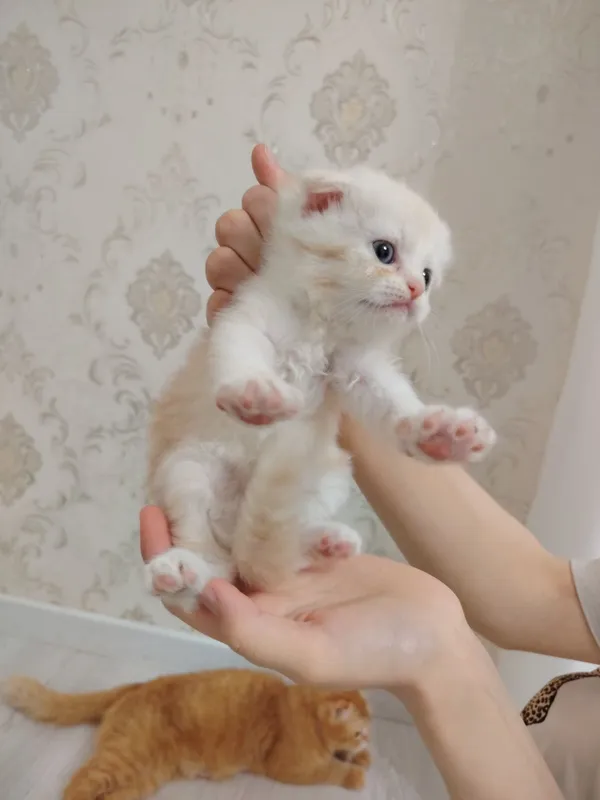 Котята скот иш фолд — фото 4