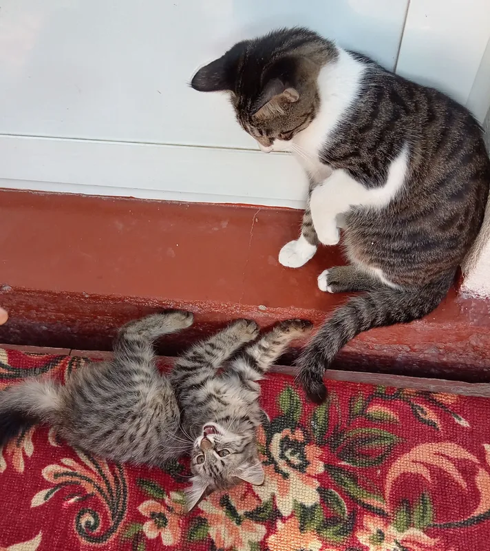 котёнок 1