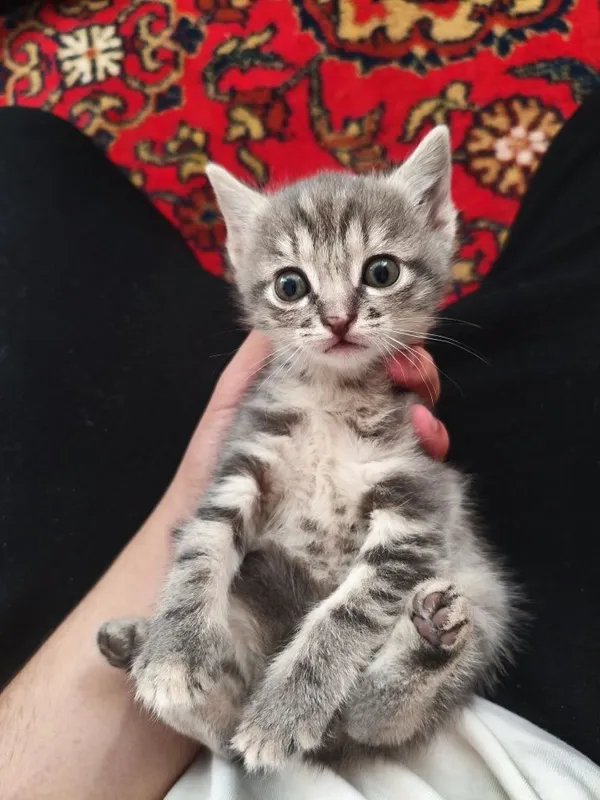 2 котость кошки . 2