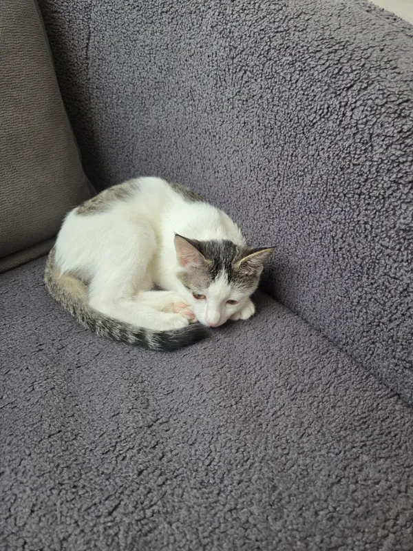Отдаю домашнюю кошку 1 Отдаю домашнюю кошку 1
