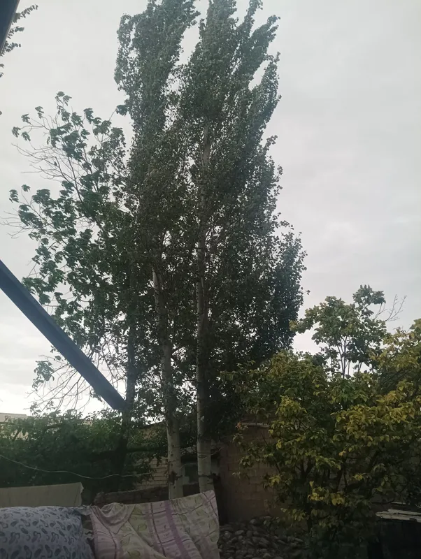 terak sotiladi