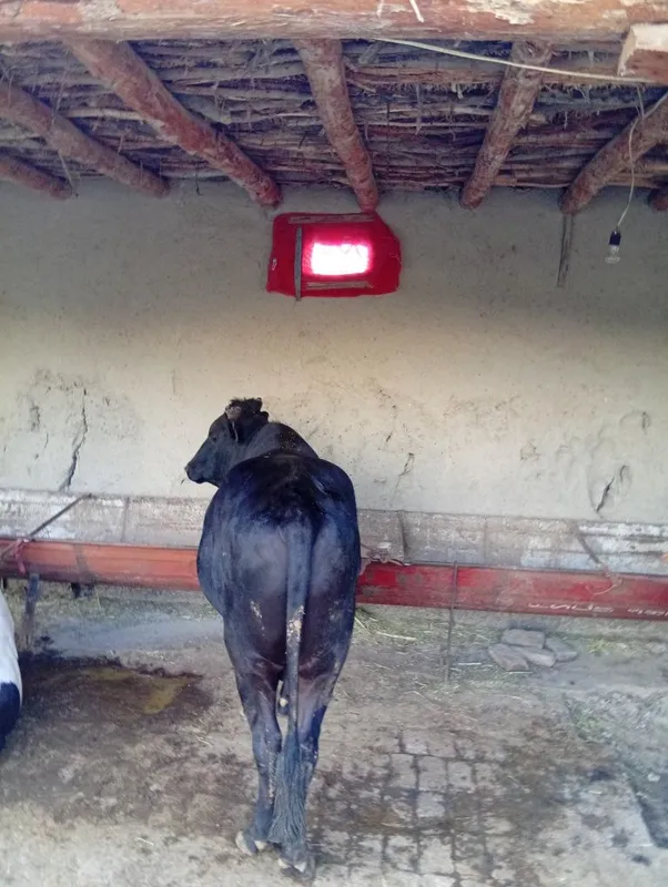 Buqa sotiladi yemlangan yana yemlasa ham boʻladi — фото 2