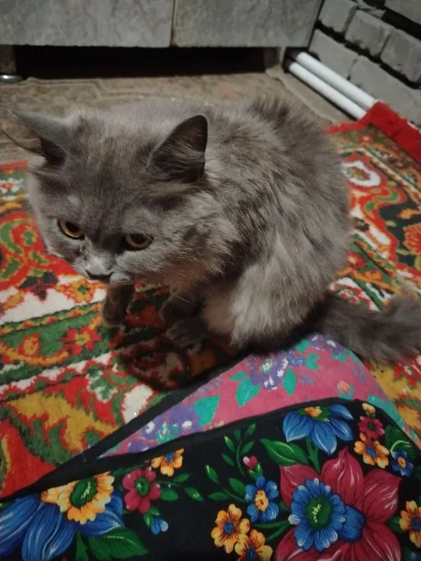 Mushuk zottor sichqonni qochitadi